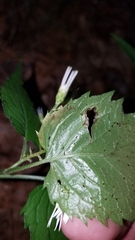Liriomyza limopsis