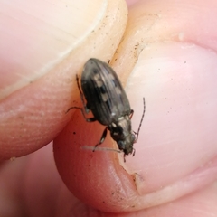 Bembidion argenteolum