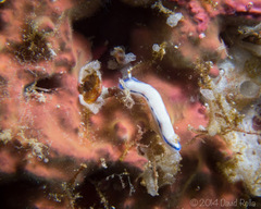 Hypselodoris peasei