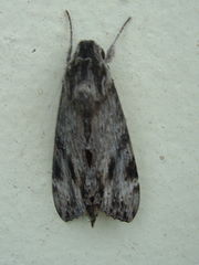 Erinnyis oenotrus