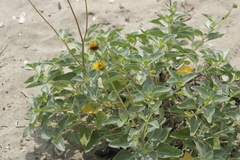 Helianthus niveus