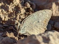Hyponephele lupinus