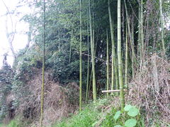 Phyllostachys vivax