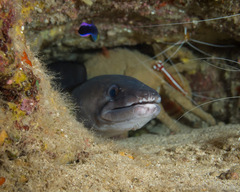 Conger marginatus