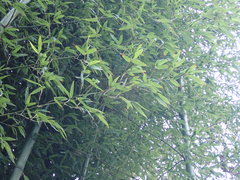 Phyllostachys vivax