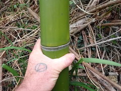 Phyllostachys vivax