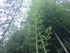 Phyllostachys vivax