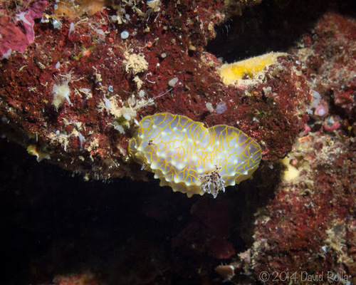 Gold Lace Nudibranch