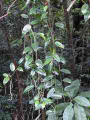 Peperomia macrostachyos