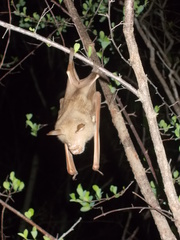 Macronycteris commersonii