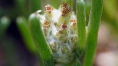 Blennospora drummondii