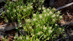 Blennospora drummondii