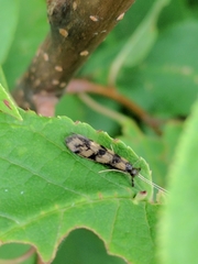 Mystacides longicornis