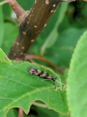 Mystacides longicornis