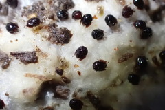 Galumnidae