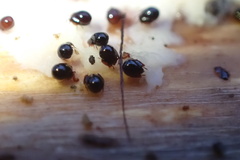 Galumnidae