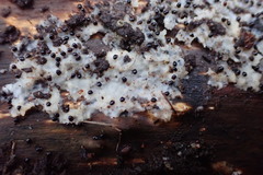 Galumnidae