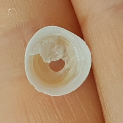 Calyptraea chinensis