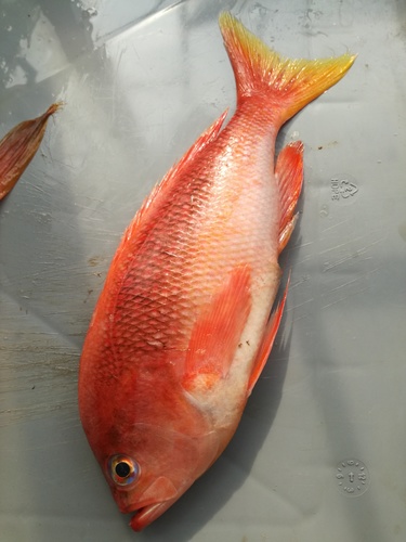 Threadfin bass (Pronotogrammus multifasciatus) — Serranidae — 5