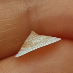 Calyptraea chinensis