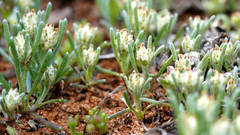 Blennospora drummondii