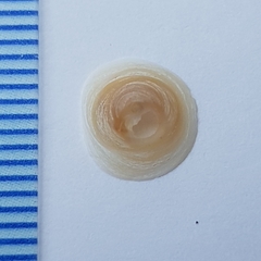 Calyptraea chinensis