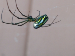 Leucauge argyra