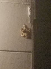 Osteopilus septentrionalis