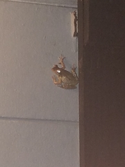 Osteopilus septentrionalis