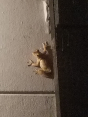 Osteopilus septentrionalis