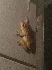 Osteopilus septentrionalis