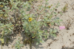 Helianthus niveus