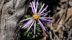 Olearia magniflora