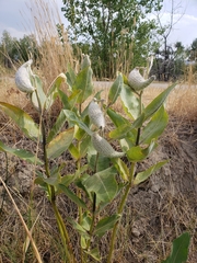 Asclepias speciosa