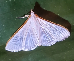 Diaphania costata