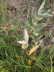 Asclepias speciosa
