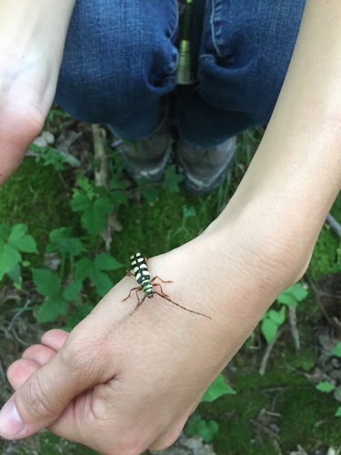 Six-banded Longhorn Beetle photo 3
