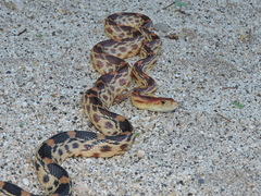 Pituophis vertebralis