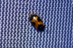 Mycetophagus punctatus