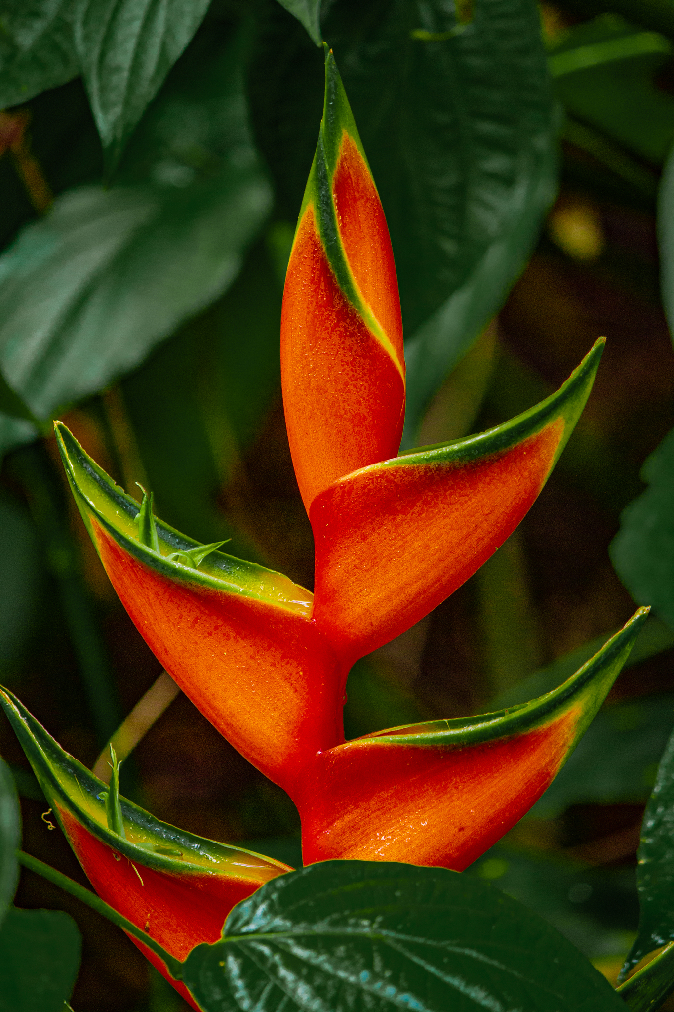 Heliconia bihai