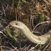 Blonde Hognose Snake - Photo (c) RATSIMANADINO Jonhson William Clovis, some rights reserved (CC BY-NC), uploaded by RATSIMANADINO Jonhson William Clovis
