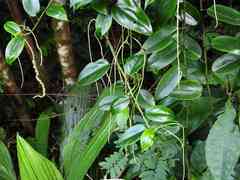 Peperomia macrostachyos