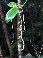 Peperomia macrostachyos