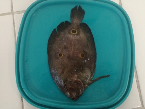 Three-spot flounder (Ancylopsetta dendritica) — Paralichthyidae — 2