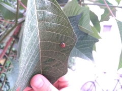 Harmonia axyridis