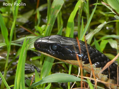 Chironius laevicollis