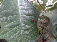 Harmonia axyridis