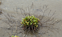 Grindelia stricta stricta