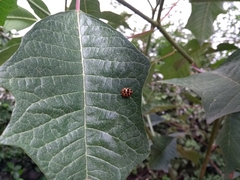 Harmonia axyridis