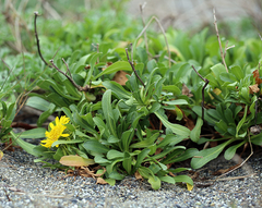 Grindelia stricta stricta